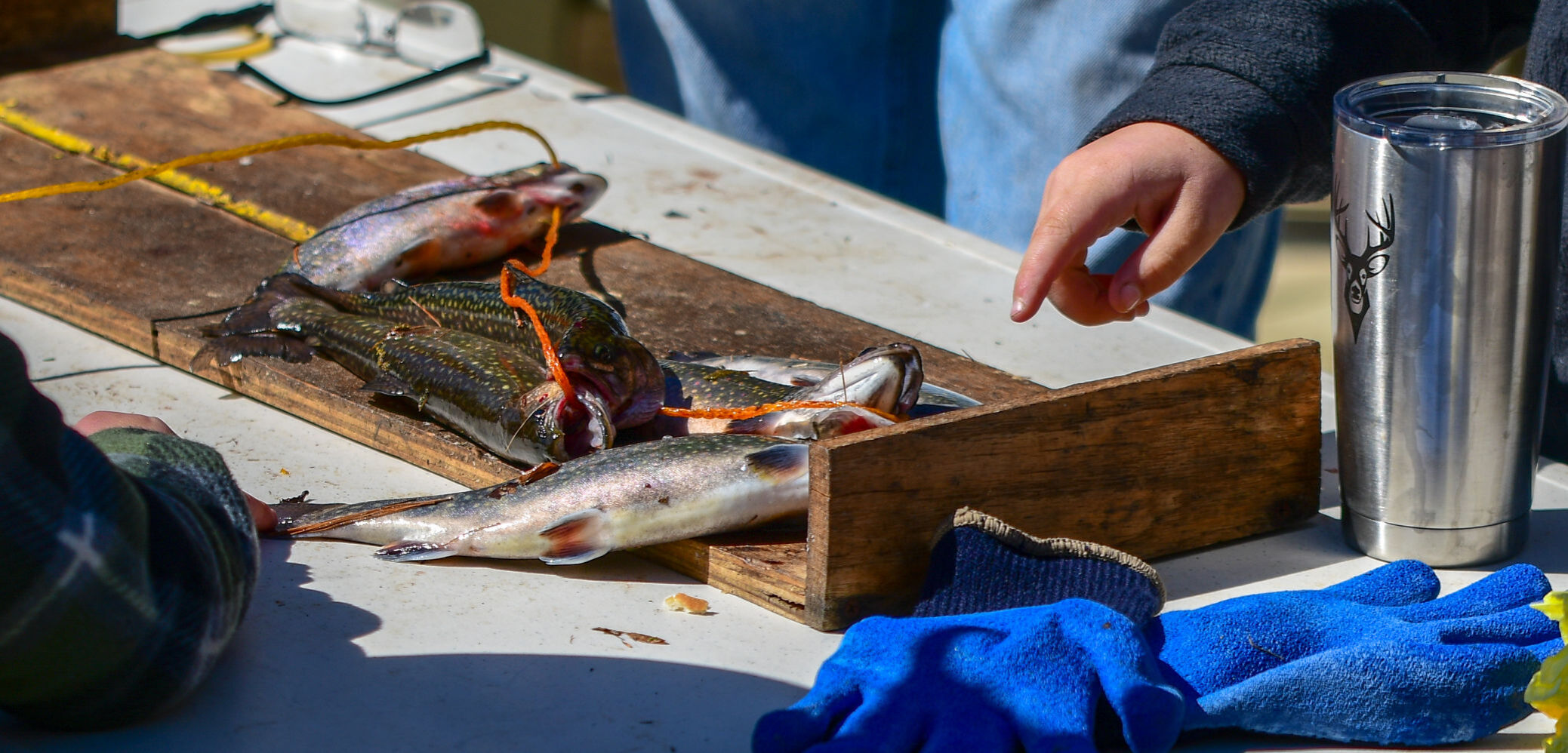 Measuring fish at Blowing Rock Trout Derby